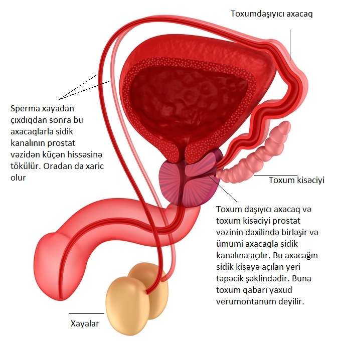 prostat vəzin anatomiyası