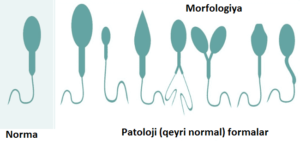 Leningrad viloyati, Sosnoviy Bor shahridagi fohishalar
